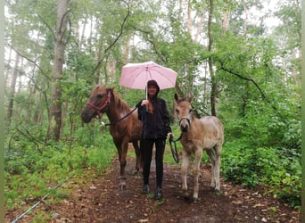 Duitse rijpony, Merrie, veulen (04/2024), 145 cm, Buckskin