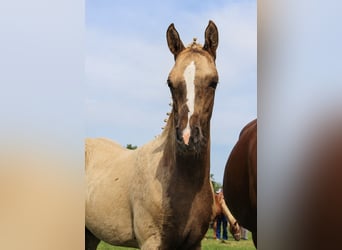 Duitse rijpony, Merrie, Veulen (04/2026), 145 cm, Palomino