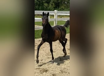 Duitse rijpony, Merrie, veulen (04/2024), 145 cm, Zwartbruin