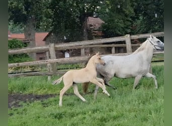 Duitse rijpony, Merrie, Veulen (04/2026), 146 cm, Brown Falb schimmel