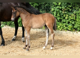 Duitse rijpony, Merrie, Veulen (04/2025), 146 cm, Bruin