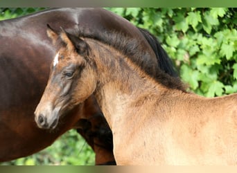 Duitse rijpony, Merrie, Veulen (04/2025), 146 cm, Bruin