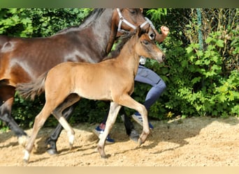 Duitse rijpony, Merrie, Veulen (04/2025), 146 cm, Bruin