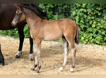 Duitse rijpony, Merrie, Veulen (04/2025), 146 cm, Bruin
