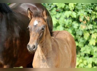 Duitse rijpony, Merrie, Veulen (04/2025), 146 cm, Bruin