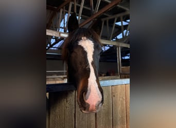 Duitse rijpony, Merrie, Veulen (01/2025), 146 cm, Donkerbruin