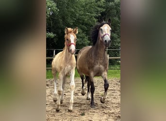 Duitse rijpony, Merrie, Veulen (03/2026), 146 cm, Vos