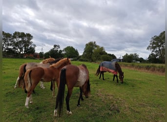 Duitse rijpony, Merrie, veulen (04/2024), 146 cm, Vos