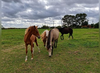 Duitse rijpony, Merrie, veulen (04/2024), 146 cm, Vos