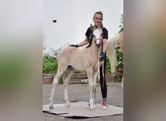 Duitse rijpony, Merrie, , 147 cm, Buckskin