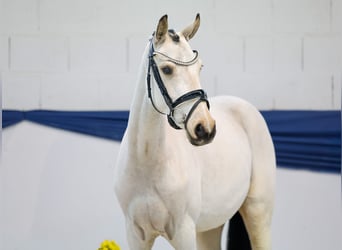 Duitse rijpony, Merrie, Veulen (04/2025), 147 cm, Falbe