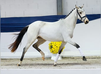 Duitse rijpony, Merrie, Veulen (04/2025), 147 cm, Falbe