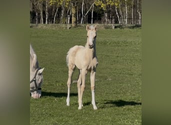 Duitse rijpony, Merrie, Veulen (02/2026), 147 cm, Palomino