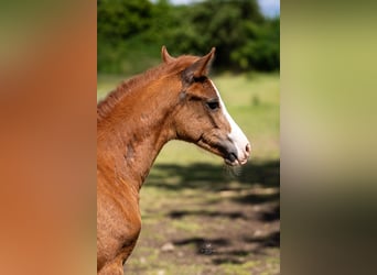 Duitse rijpony, Merrie, veulen (04/2024), 147 cm, Vos