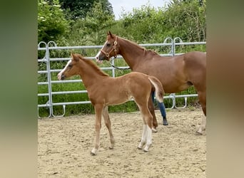 Duitse rijpony, Merrie, veulen (04/2024), 147 cm, Vos