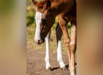 Duitse rijpony, Merrie, veulen (04/2024), 147 cm, Vos