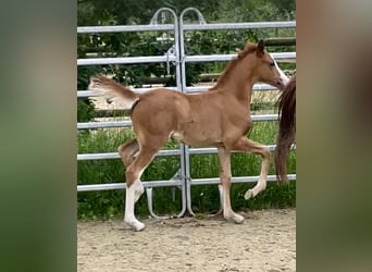 Duitse rijpony, Merrie, veulen (04/2024), 147 cm, Vos