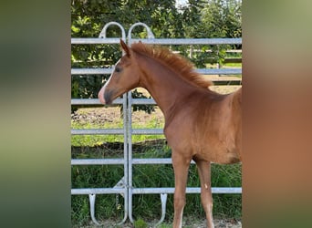 Duitse rijpony, Merrie, veulen (04/2024), 147 cm, Vos