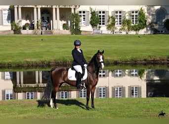 Duitse rijpony, Merrie, veulen (04/2024), 148 cm, Brauner