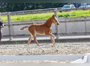 Duitse rijpony, Merrie, veulen (04/2024), 148 cm, Brauner