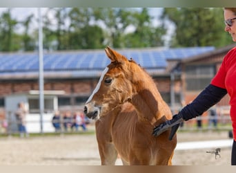 Duitse rijpony, Merrie, veulen (04/2024), 148 cm, Brauner