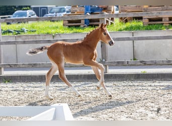 Duitse rijpony, Merrie, veulen (04/2024), 148 cm, Brauner