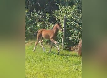 Duitse rijpony, Merrie, veulen (05/2024), 148 cm, Brauner