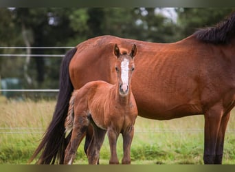 Duitse rijpony, Merrie, Veulen (01/2025), 148 cm, Bruin
