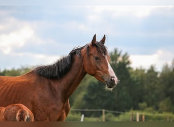 Duitse rijpony, Merrie, Veulen (01/2025), 148 cm, Bruin