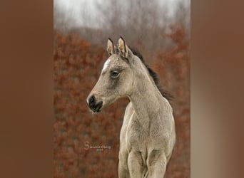 Duitse rijpony, Merrie, veulen (02/2024), 148 cm, Buckskin