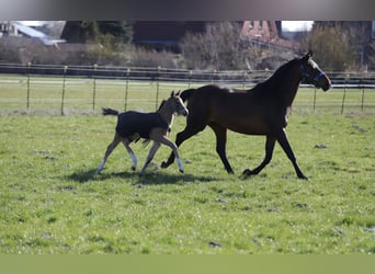 Duitse rijpony, Merrie, veulen (03/2023), 148 cm, Buckskin