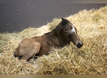 Duitse rijpony, Merrie, veulen (03/2023), 148 cm, Buckskin