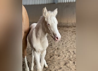 Duitse rijpony, Merrie, , 148 cm, Cremello