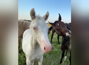 Duitse rijpony, Merrie, , 148 cm, Cremello