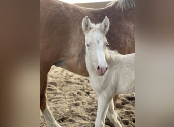 Duitse rijpony, Merrie, , 148 cm, Cremello