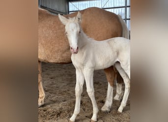 Duitse rijpony, Merrie, , 148 cm, Cremello