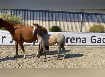 Duitse rijpony, Merrie, veulen (02/2024), 148 cm, Cremello