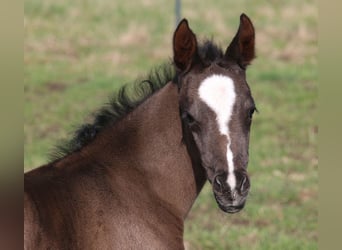 Duitse rijpony, Merrie, veulen (03/2024), 148 cm, Donkerbruin