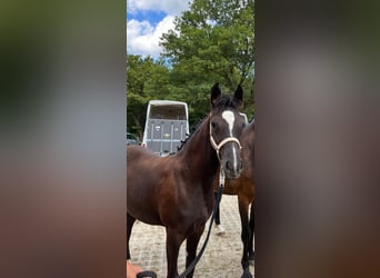 Duitse rijpony, Merrie, veulen (03/2024), 148 cm, Donkerbruin