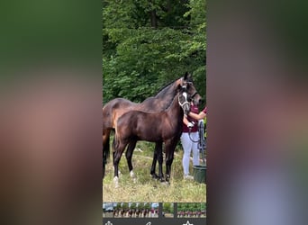 Duitse rijpony, Merrie, veulen (03/2024), 148 cm, Donkerbruin