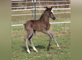 Duitse rijpony, Merrie, veulen (03/2024), 148 cm, Donkerbruin