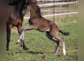 Duitse rijpony, Merrie, veulen (03/2024), 148 cm, Donkerbruin