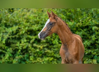 Duitse rijpony, Merrie, veulen (05/2024), 148 cm, Donkere-vos