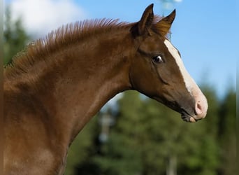 Duitse rijpony, Merrie, veulen (05/2024), 148 cm, Donkere-vos