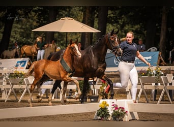 Duitse rijpony, Merrie, veulen (05/2024), 148 cm, Donkere-vos