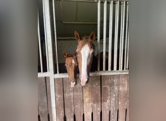 Duitse rijpony, Merrie, Veulen (05/2025), 148 cm, Donkere-vos