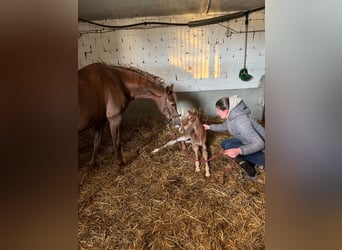 Duitse rijpony, Merrie, Veulen (05/2025), 148 cm, Donkere-vos