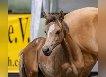 Duitse rijpony, Merrie, Veulen (04/2026), 148 cm, Falbe