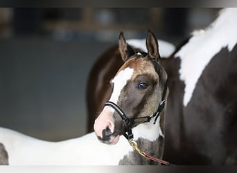 Duitse rijpony, Merrie, Veulen (06/2025), 148 cm, Gevlekt-paard