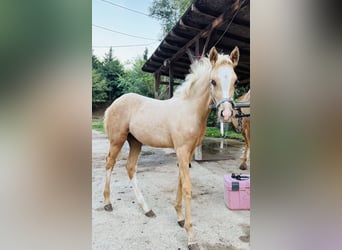 Duitse rijpony, Merrie, Veulen (05/2026), 148 cm, Palomino